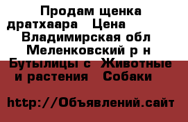 Продам щенка дратхаара › Цена ­ 8 000 - Владимирская обл., Меленковский р-н, Бутылицы с. Животные и растения » Собаки   